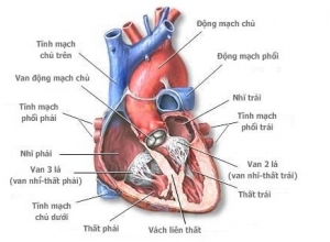  Bệnh Van Tim Là Gì? Triệu Chứng, Nguyên Nhân Bệnh